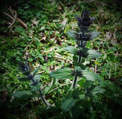 Ajuga orientalis