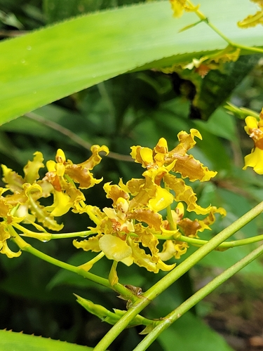 Oncidium lineoligerum, photograph 4