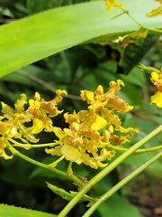 Oncidium lineoligerum, photograph author not stated, no rights reserved