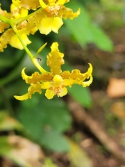 Oncidium lineoligerum, photograph author not stated, no rights reserved