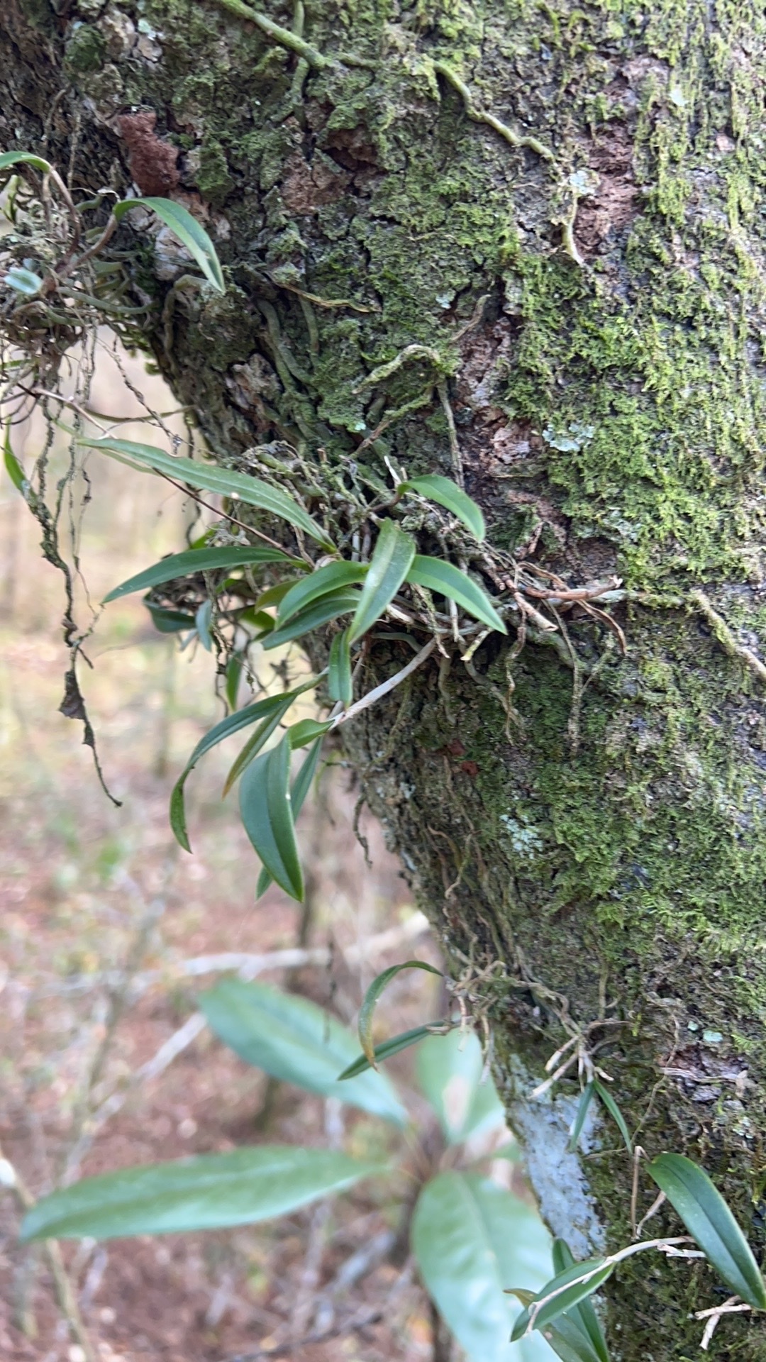 Imagem de Orquídea