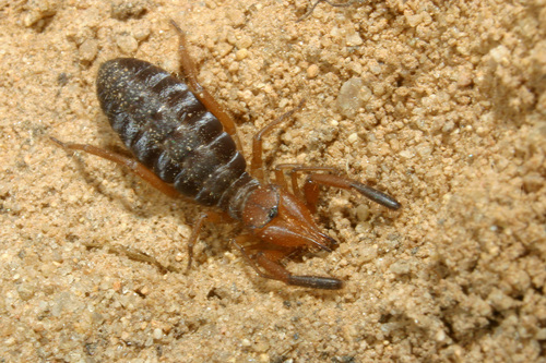 Iberian Solifugid, photo 6 of 10