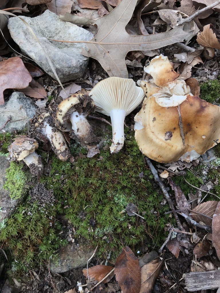 Hygrophorus sp. 'AR01'