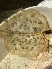 Ambystoma gracile