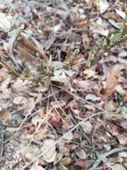 Henrya insularis