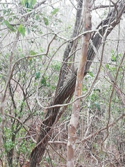 Dalbergia granadillo