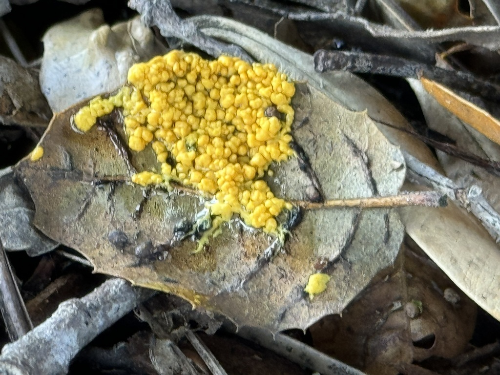 insect-egg slime from Santa Rosa, CA, USA on January 1, 2024 at 12:13 ...