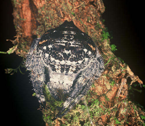 Darwin's Bark Spider