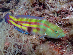 Patrician Wrasse photo 2