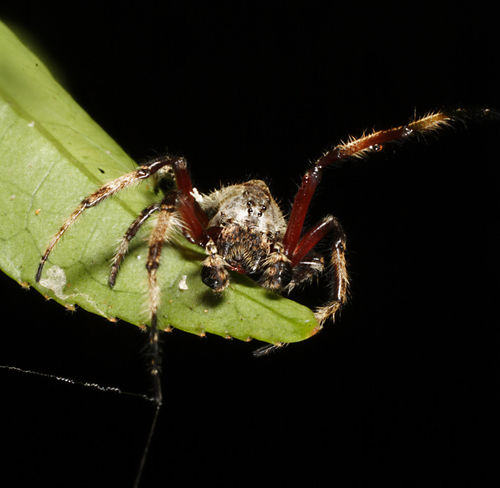 Darwin's Bark Spider