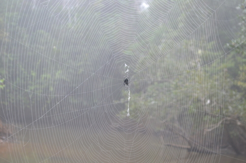 Darwin's Bark Spider