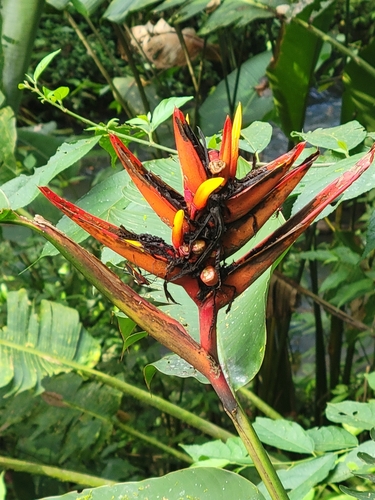 Heliconia mathiasiae, photograph 4