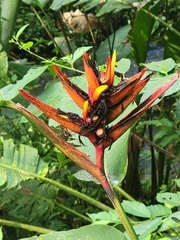 Heliconia mathiasiae, photograph andrew2285, CC0, iNaturalist via GBIF