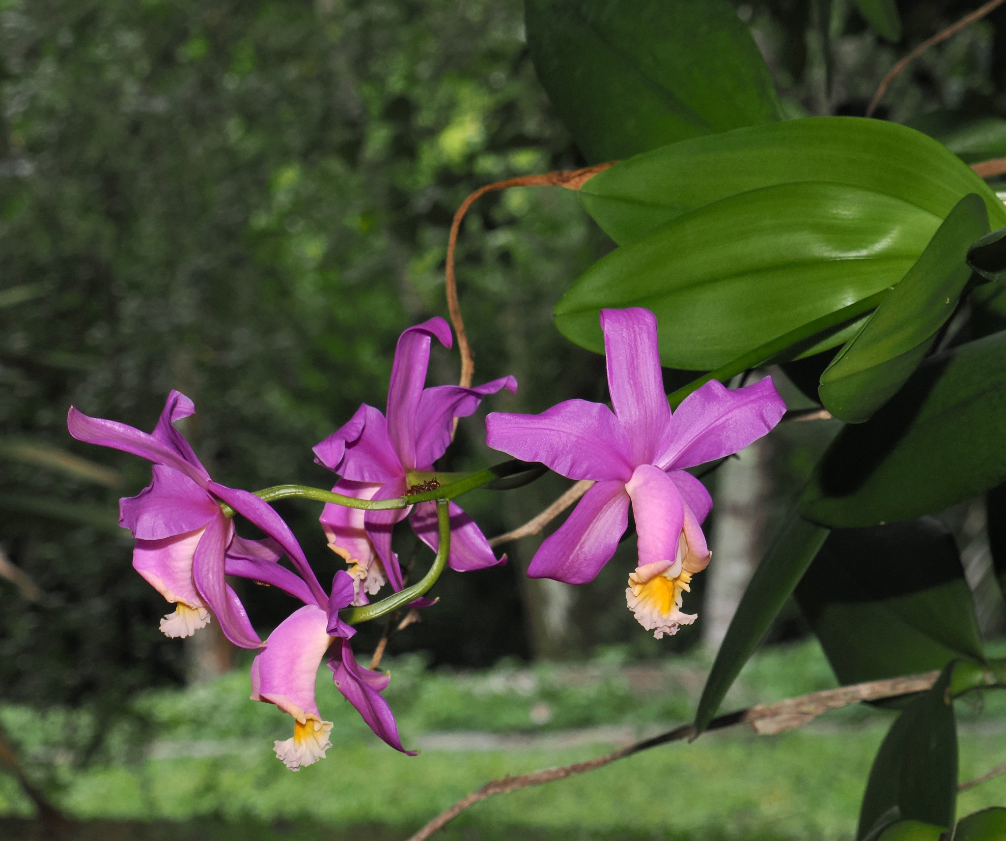 Imagem de Orquídea