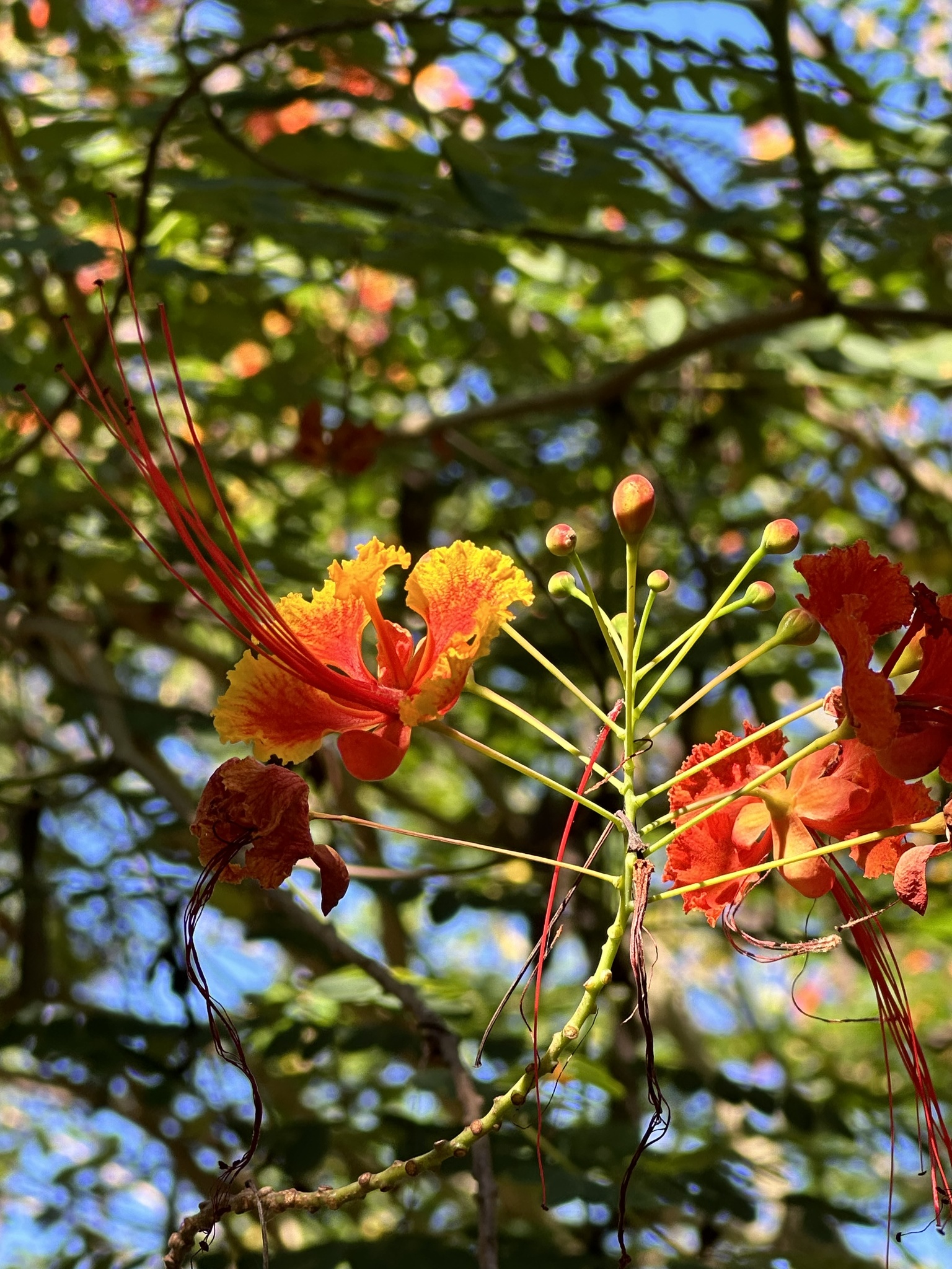 Imagem de Flamboyant-de-jardim