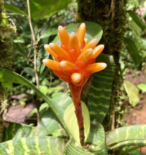 Guzmania musaica (Guzmania musaica)