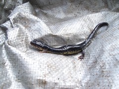 Plethodon chattahoochee