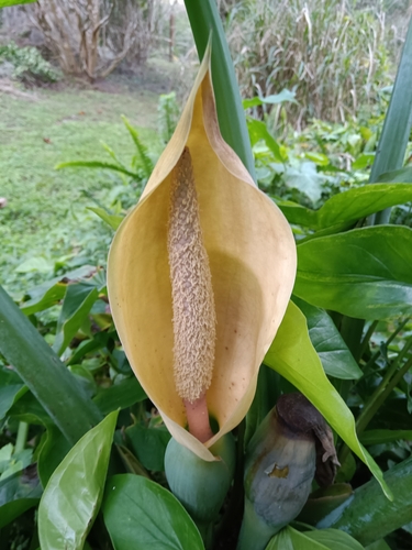 Foto de Taioba