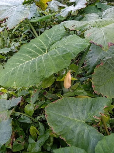 Foto de Taioba