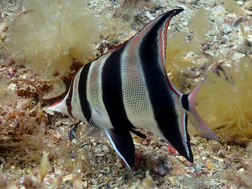 Western talma (Chelmonops curiosus) — Chaetodontidae