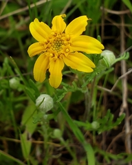 Pseudobahia heermannii