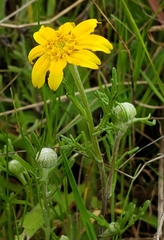 Pseudobahia heermannii
