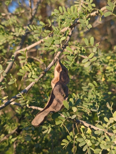 Senegalia wrightii, photograph 3