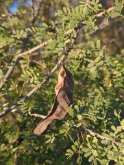 Senegalia wrightii, photograph Tom Field, CC BY, iNaturalist via GBIF
