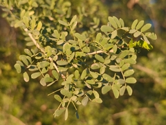 Senegalia wrightii, photograph Tom Field, CC BY, iNaturalist via GBIF