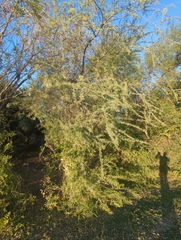 Senegalia wrightii, photograph Tom Field, CC BY, iNaturalist via GBIF