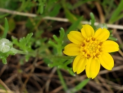 Pseudobahia heermannii