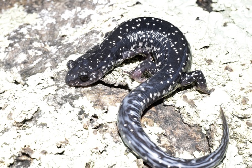 Kiamichi Slimy Salamander