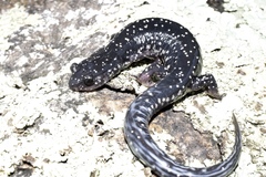 Plethodon kiamichi