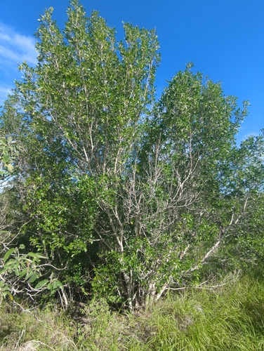 Image of Helietta parvifolia by (c) Tom Field, some rights reserved (CC BY)