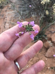 Boechera quadrangulensis