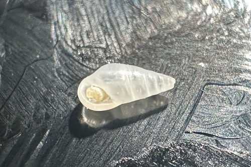 Zebina browniana observed 2024-01-01
