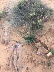 Boechera quadrangulensis