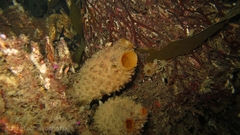 Cnemidocarpa verrucosa