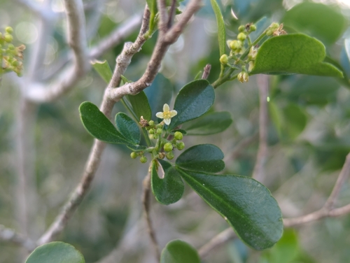 Image of Helietta parvifolia by (c) Tom Field, some rights reserved (CC BY)