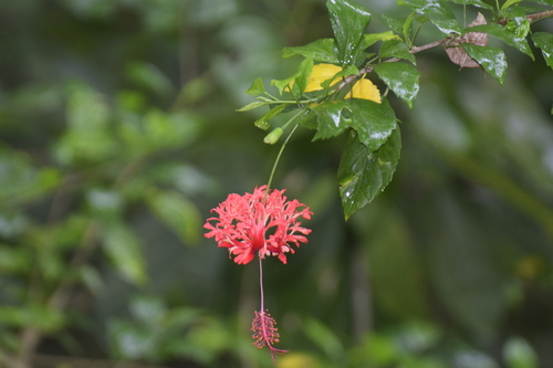 Hibisco-aranha
