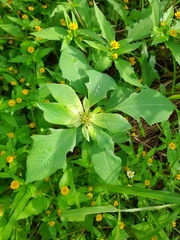 Euphorbia heterophylla image