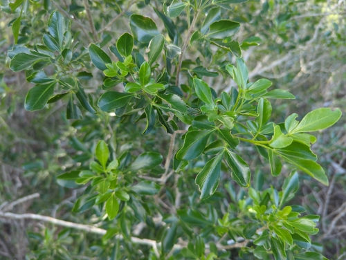 Image of Helietta parvifolia by (c) Tom Field, some rights reserved (CC BY)