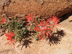 Castilleja scabrida
