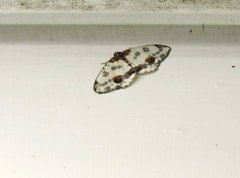 Abraxas amicula-illuminata