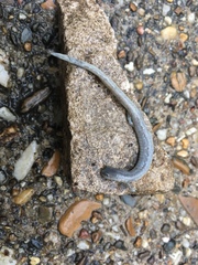 Eurycea multiplicata