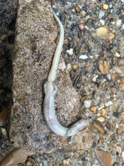 Eurycea multiplicata