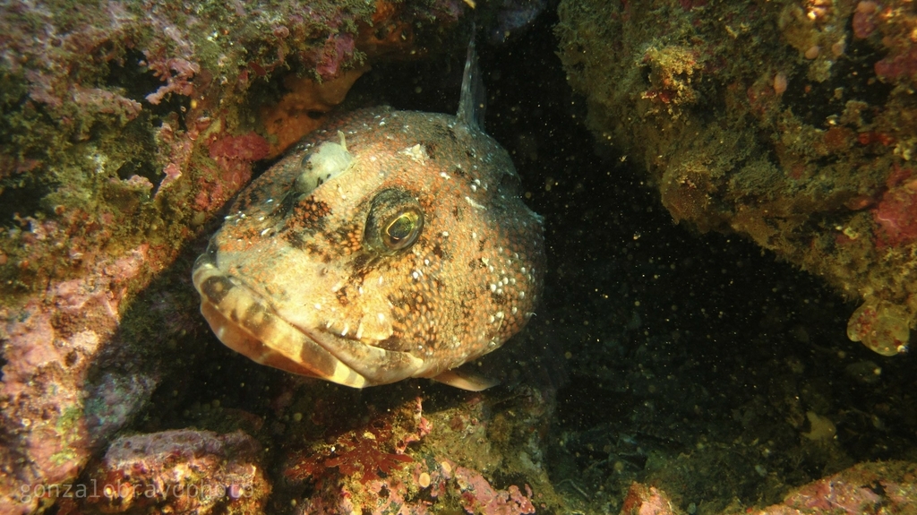 Channel bull blenny (Cottoperca gobio) — Bovichtidae