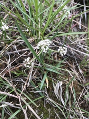 Lomatium linearifolium