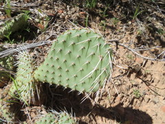 Opuntia polyacantha