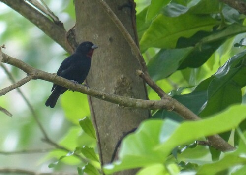Lesser Antillean Bullfinch